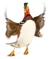 Duck doing Chicken Dance