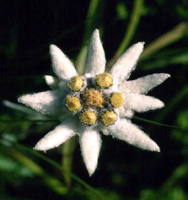 Edelweiss flower
