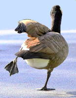 Hokey Pokey